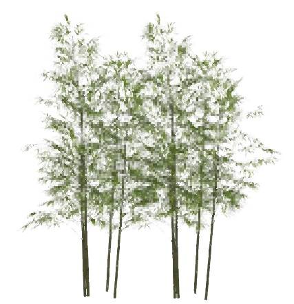 竹子竹林竹堆景观su模型 SU模型免费下载_sketchup模型