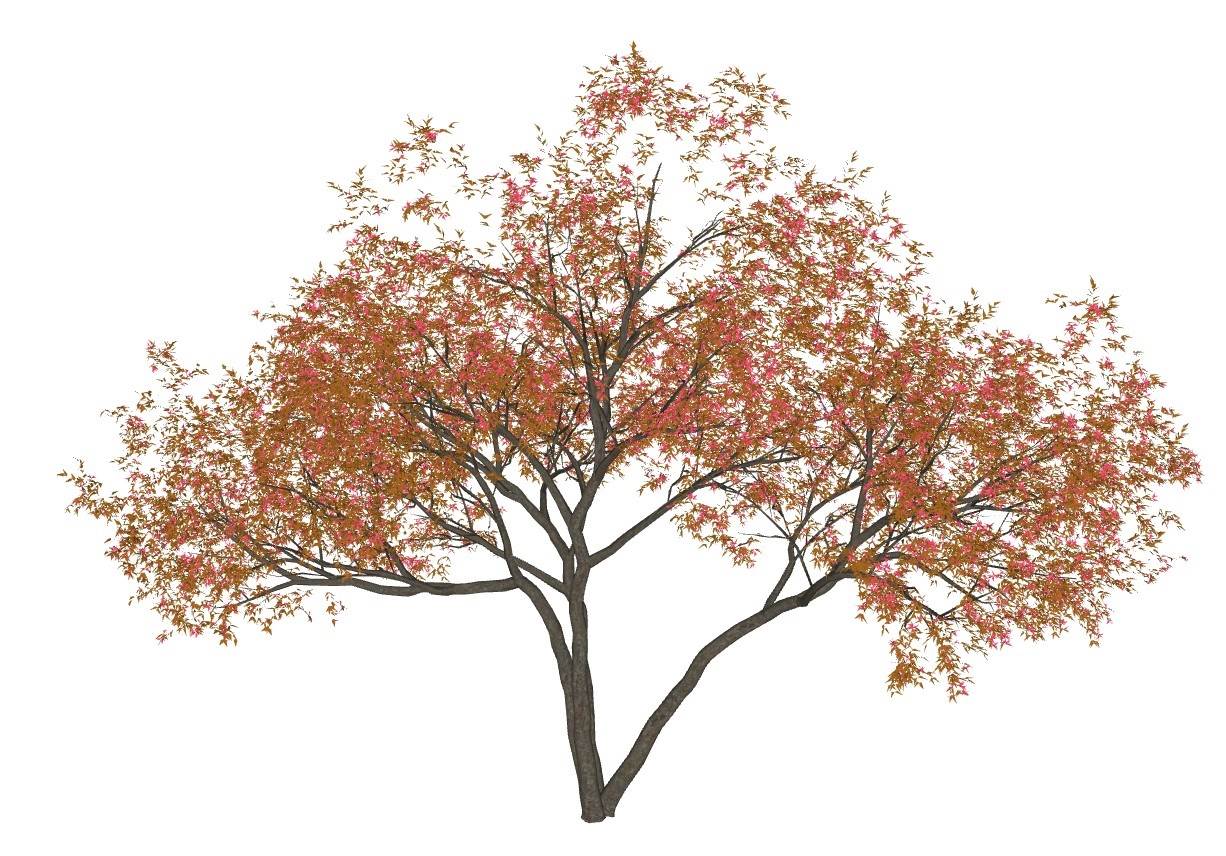 庭院枫树景观su模型 SU模型免费下载_sketchup模型