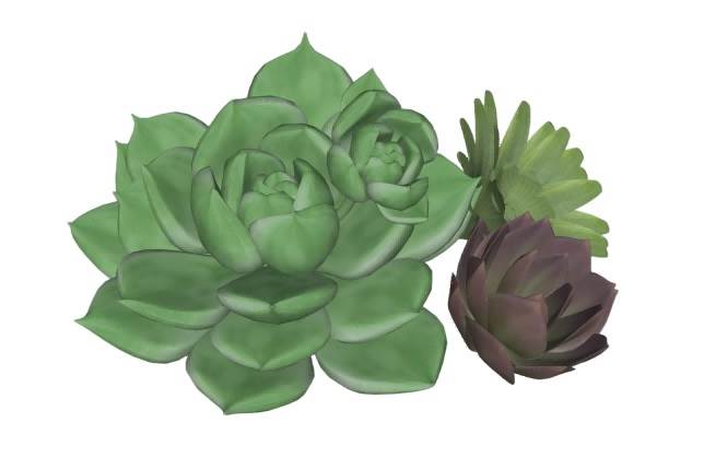 多肉植物su模型 SU模型免费下载_sketchup模型