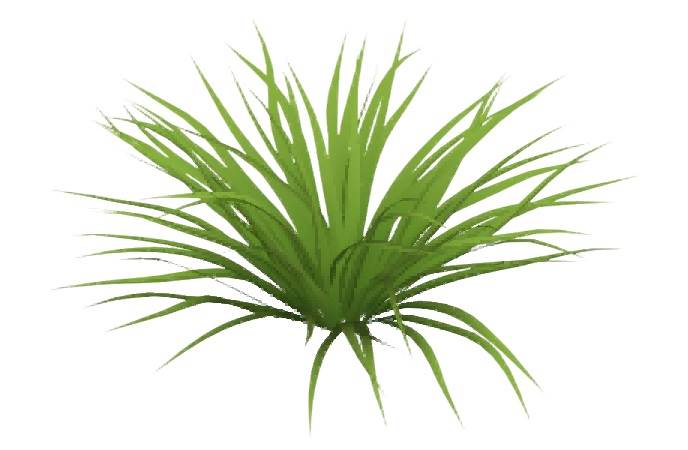 小草植物su模型 SU模型免费下载_sketchup模型