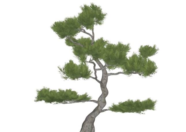 迎客松树景观树su模型 SU模型免费下载_sketchup模型