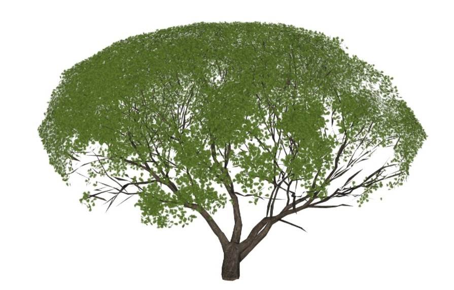 灌木树植物su模型 SU模型免费下载_sketchup模型