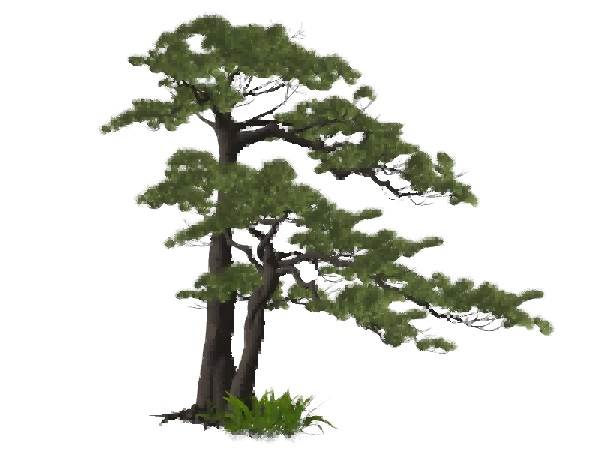 迎客松树景观su模型 SU模型免费下载_sketchup模型