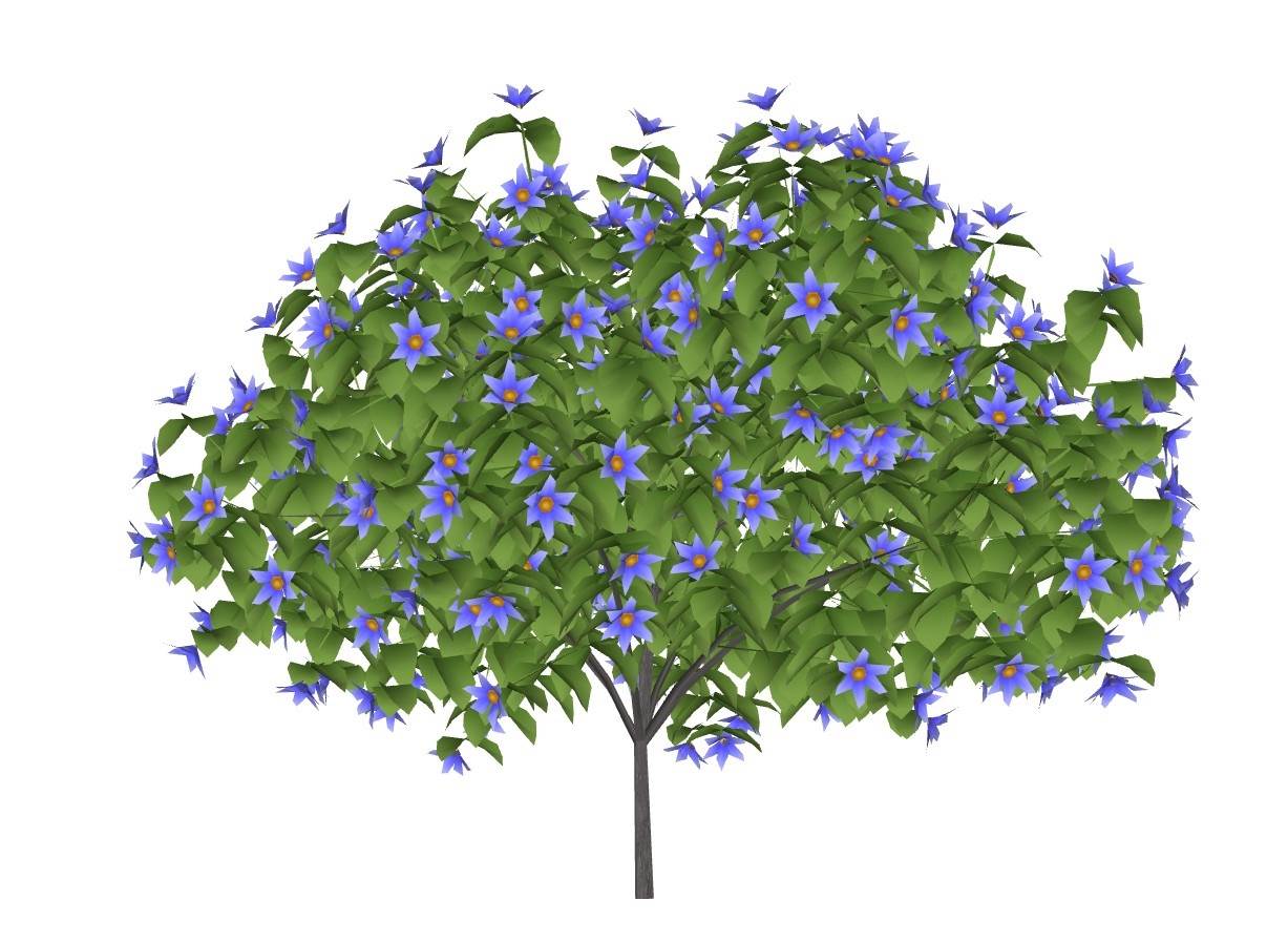 蓝花楹观赏树灌木su模型 SU模型免费下载_sketchup模型