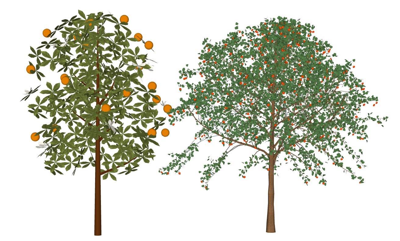 两棵果树su模型 SU模型免费下载_sketchup模型