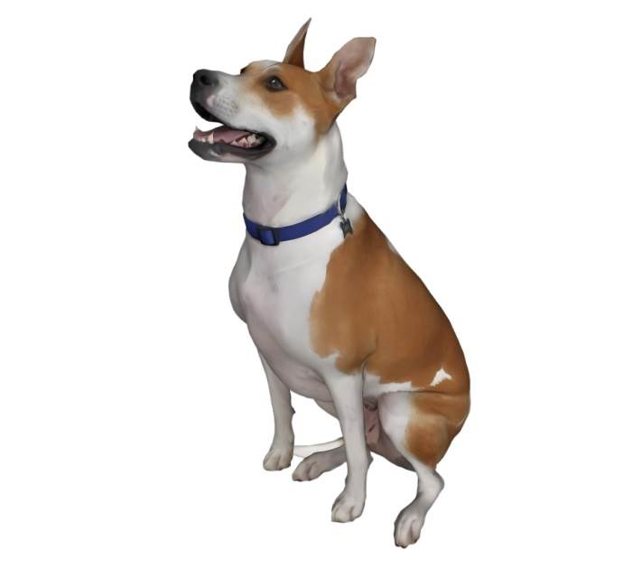 比格犬小狗动物SU模型 SU模型免费下载_sketchup模型