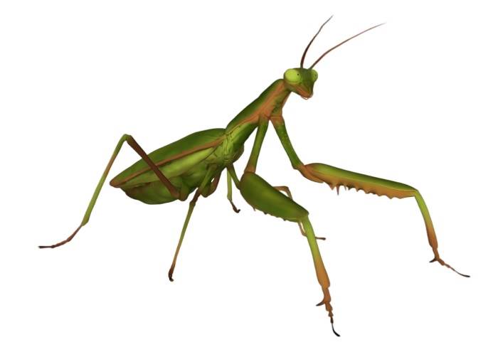 螳螂昆虫动物SU模型 SU模型免费下载_sketchup模型