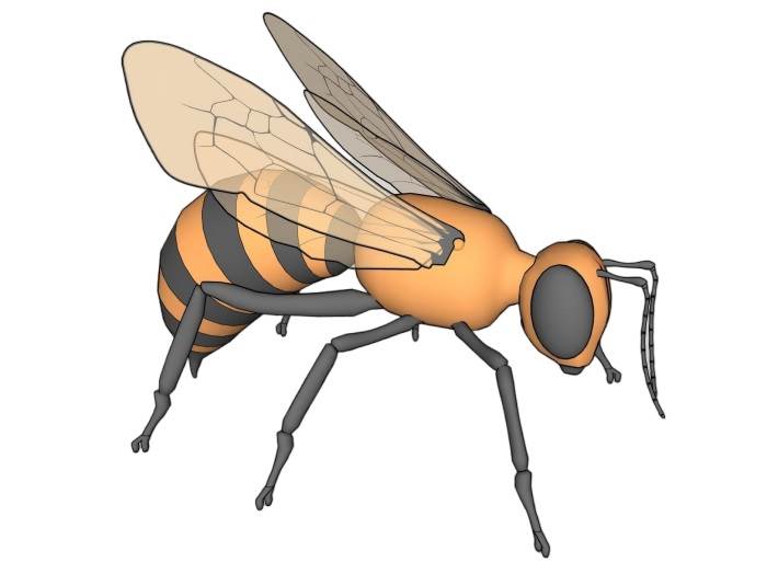蜜蜂昆虫动物SU模型 SU模型免费下载_sketchup模型