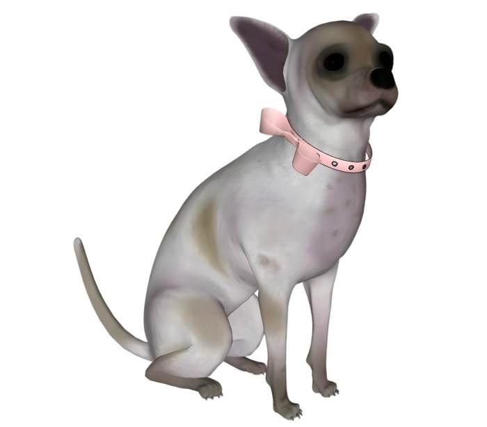 吉娃娃犬小狗动物SU模型 SU模型免费下载_sketchup模型