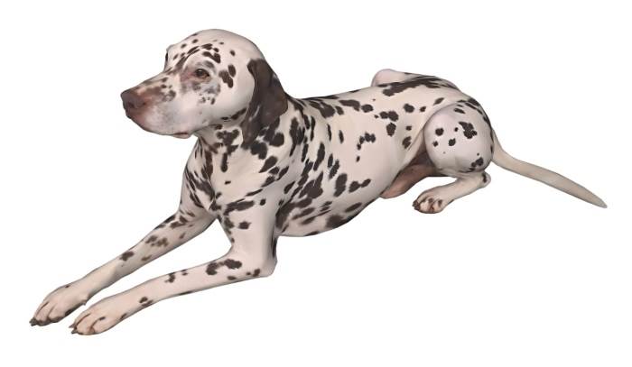 麦町犬宠物狗动物SU模型 SU模型免费下载_sketchup模型