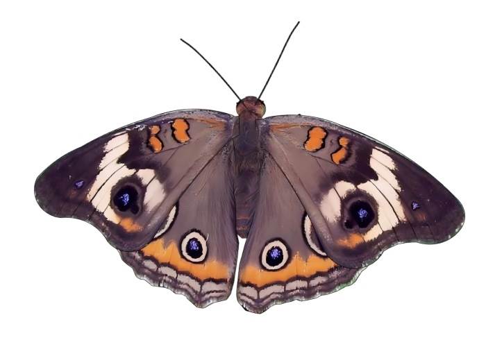 北美眼蝶动物SU模型 SU模型免费下载_sketchup模型