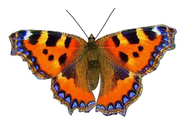 荨麻蛱蝶动物SU模型 SU模型免费下载_sketchup模型