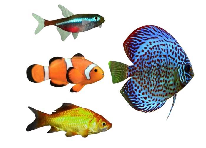 观赏鱼动物SU模型 SU模型免费下载_sketchup模型