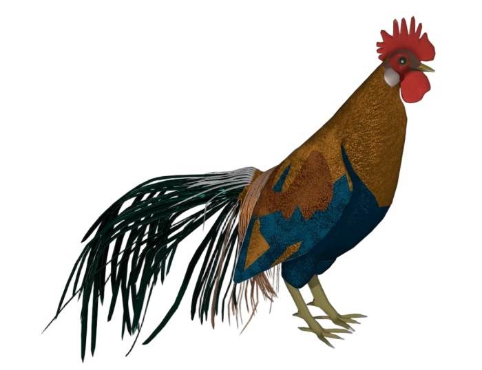 公鸡家禽动物SU模型 SU模型免费下载_sketchup模型