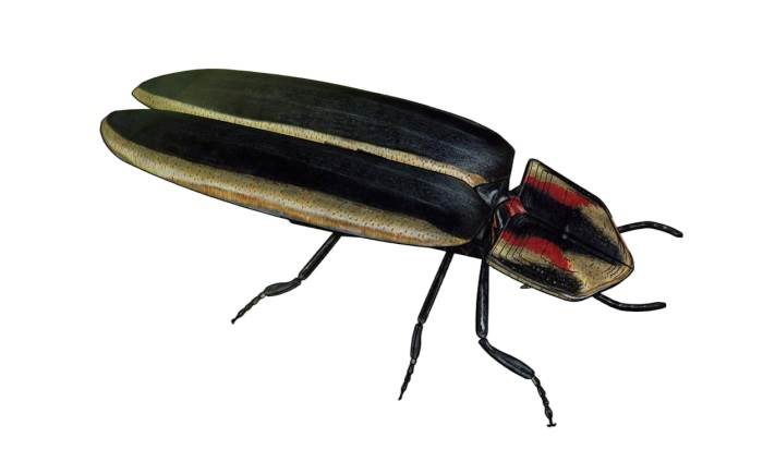 萤火虫昆虫动物SU模型 SU模型免费下载_sketchup模型