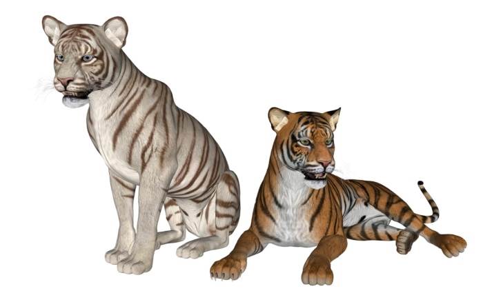 老虎动物SU模型 SU模型免费下载_sketchup模型