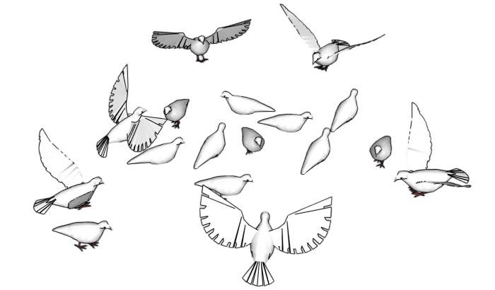 和平鸽子鸟动物SU模型 SU模型免费下载_sketchup模型