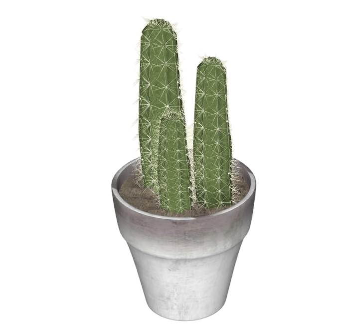 仙人掌花盆植物SU模型 SU模型免费下载_sketchup模型