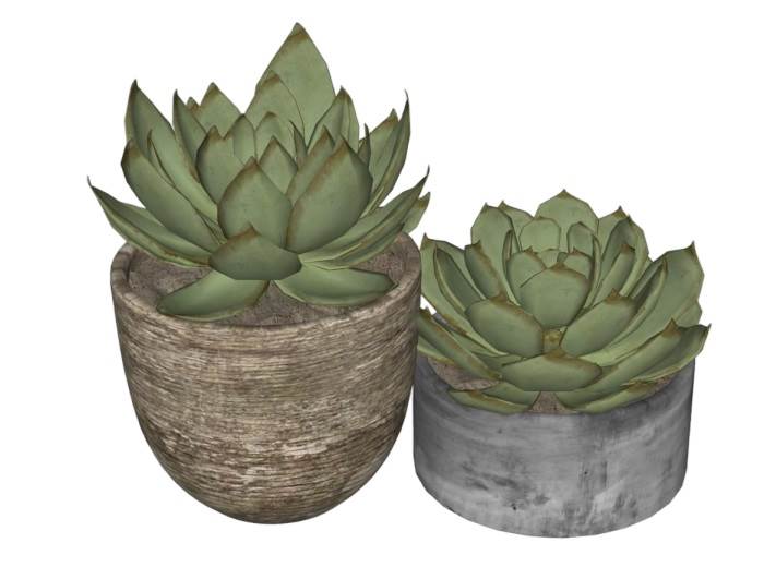 多肉植物盆栽植物SU模型 SU模型免费下载_sketchup模型