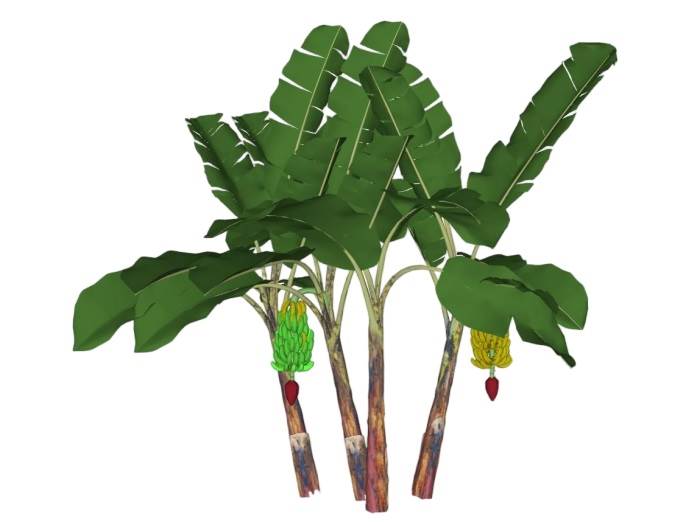 芭蕉树香蕉树植物SU模型 SU模型免费下载_sketchup模型