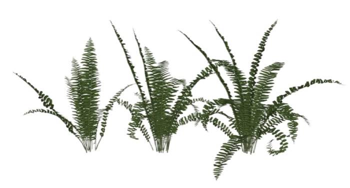 蕨类绿植植物SU模型 SU模型免费下载_sketchup模型