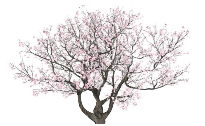 日本樱花树植物SU模型 SU模型免费下载_sketchup模型