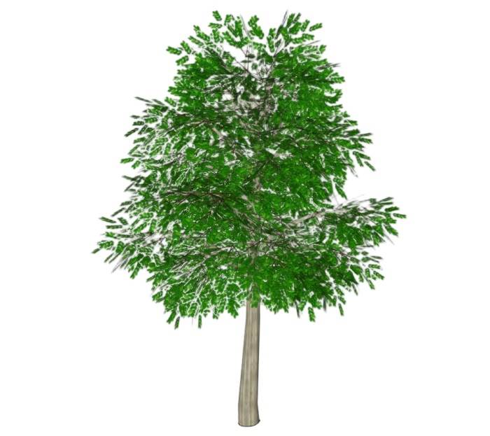 小叶树木植物SU模型 SU模型免费下载_sketchup模型