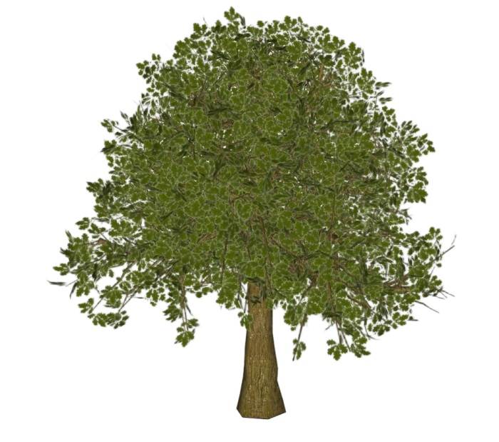 橡树木植物SU模型 SU模型免费下载_sketchup模型