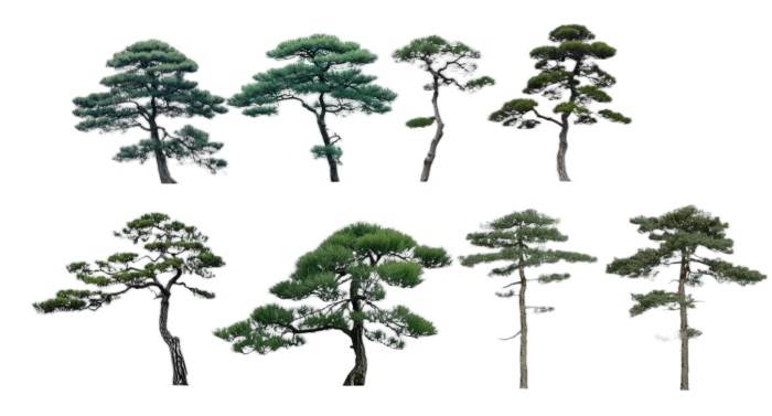 2d迎客松树植物SU模型 SU模型免费下载_sketchup模型