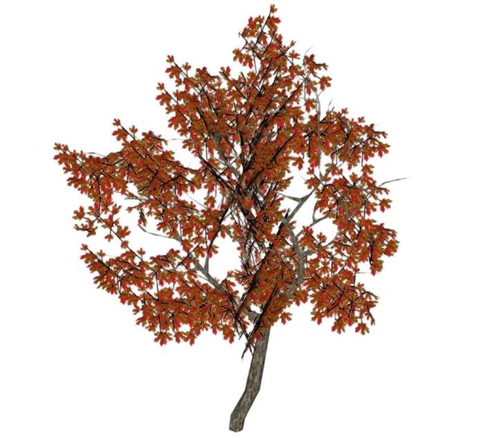 红枫槭树枫树植物SU模型 SU模型免费下载_sketchup模型