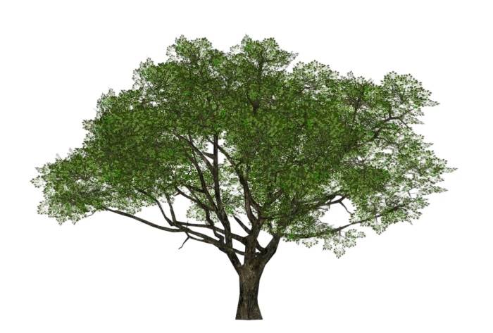 樟树植物SU模型 SU模型免费下载_sketchup模型