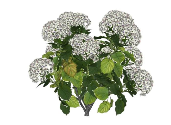 白色绣球花植物SU模型 SU模型免费下载_sketchup模型