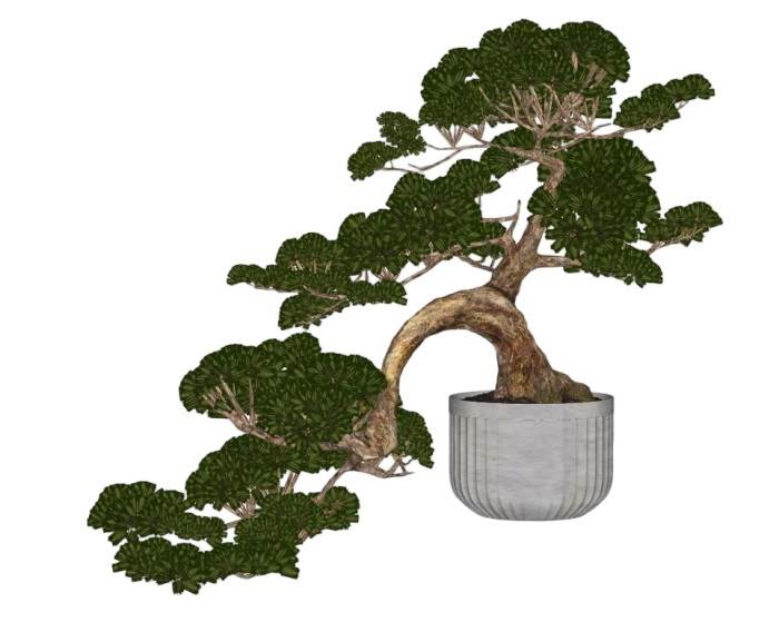 松柏盆景盆栽植物SU模型 SU模型免费下载_sketchup模型