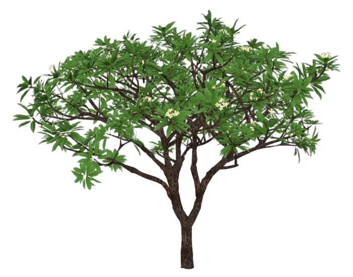 梨花树植物SU模型 SU模型免费下载_sketchup模型