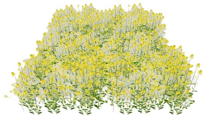 油菜地菜花植物SU模型 SU模型免费下载_sketchup模型