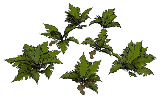 蕨类绿植植物SU模型 SU模型免费下载_sketchup模型
