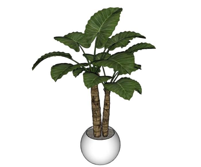 海芋花盆植物SU模型 SU模型免费下载_sketchup模型