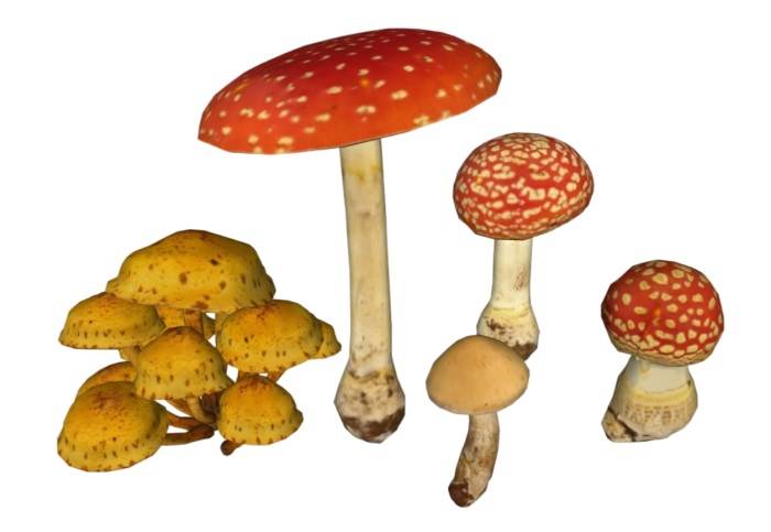 蘑菇植物SU模型 SU模型免费下载_sketchup模型