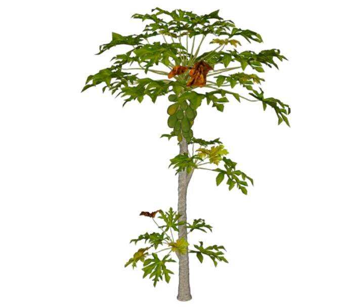 木瓜树植物SU模型 SU模型免费下载_sketchup模型