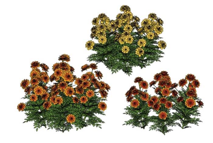 菊花植物SU模型 SU模型免费下载_sketchup模型