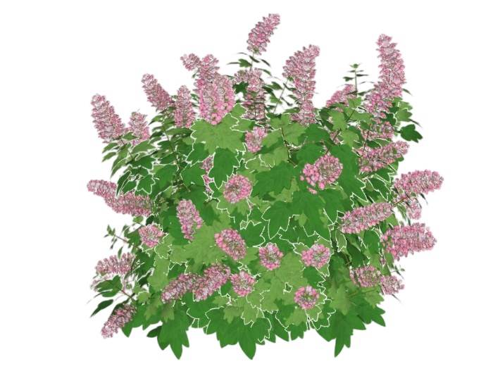 圆锥绣球植物SU模型 SU模型免费下载_sketchup模型