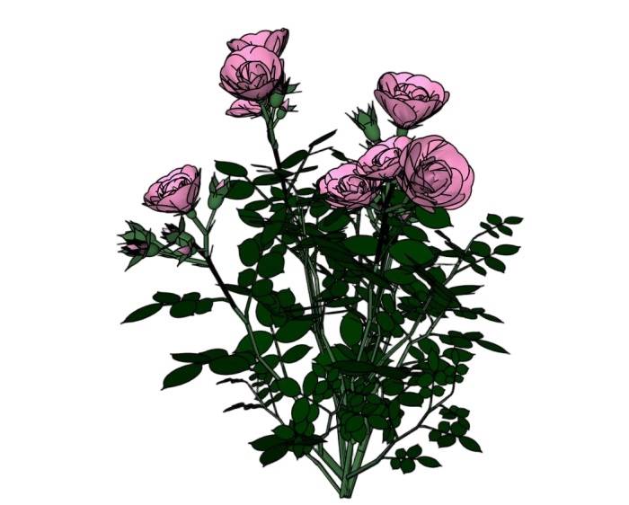粉色玫瑰花植物SU模型 SU模型免费下载_sketchup模型
