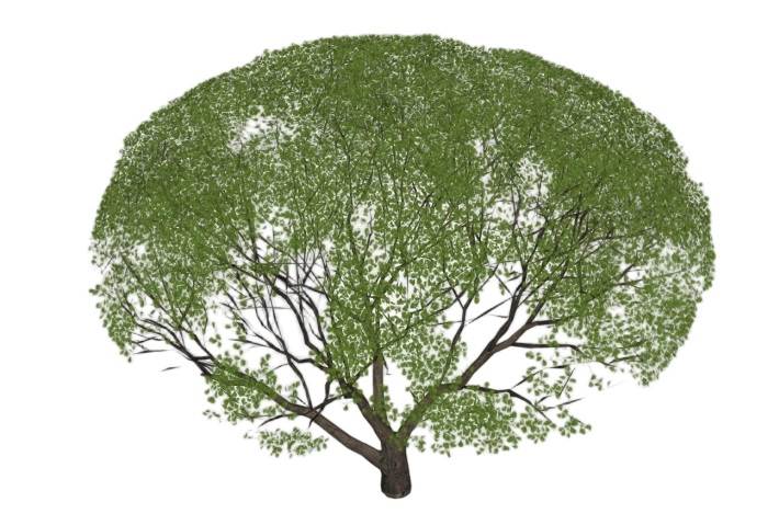 圆球形乔木冬青景观SU模型 SU模型免费下载_sketchup模型