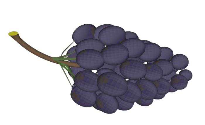一串葡萄水果装饰SU模型 SU模型免费下载_sketchup模型
