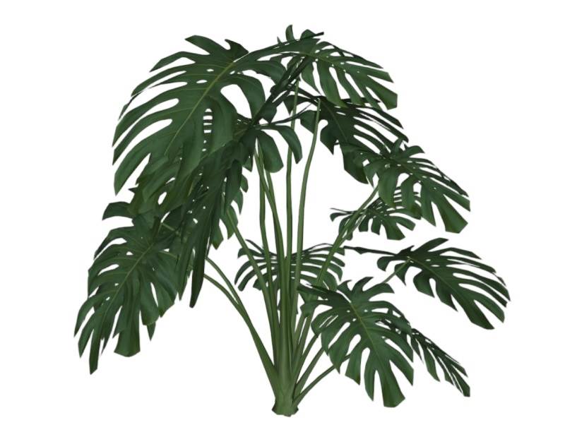 龟背竹观赏绿植植物SU模型 SU模型免费下载_sketchup模型