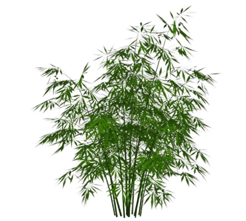 竹子竹林植物SU模型 SU模型免费下载_sketchup模型
