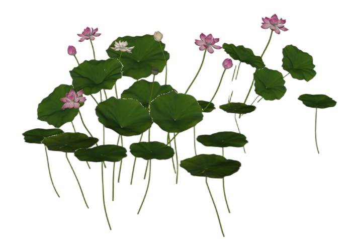 荷花荷叶莲花景观SU模型 SU模型免费下载_sketchup模型