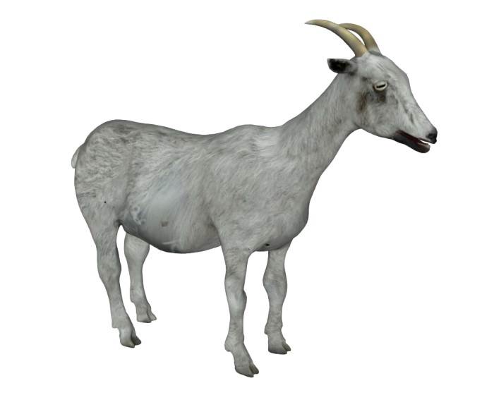 灰色的山羊动物SU模型 SU模型免费下载_sketchup模型