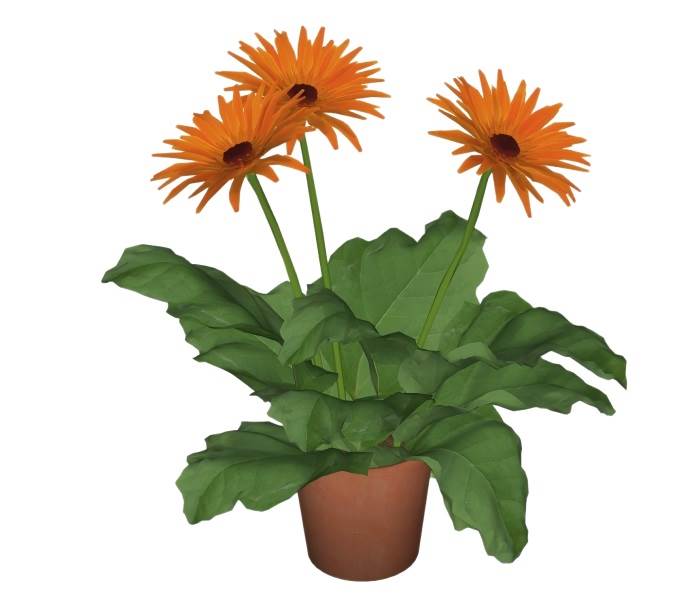 盆栽非洲菊花盆植物SU模型 SU模型免费下载_sketchup模型