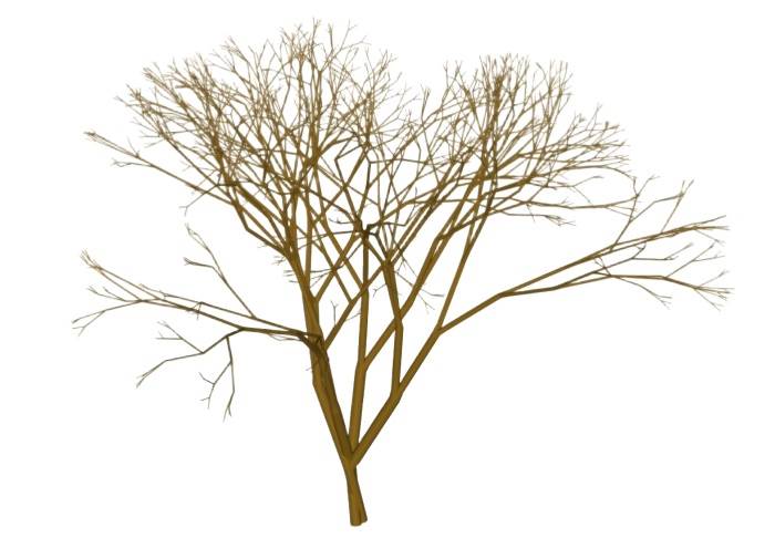 冬季枯树植物SU模型 SU模型免费下载_sketchup模型